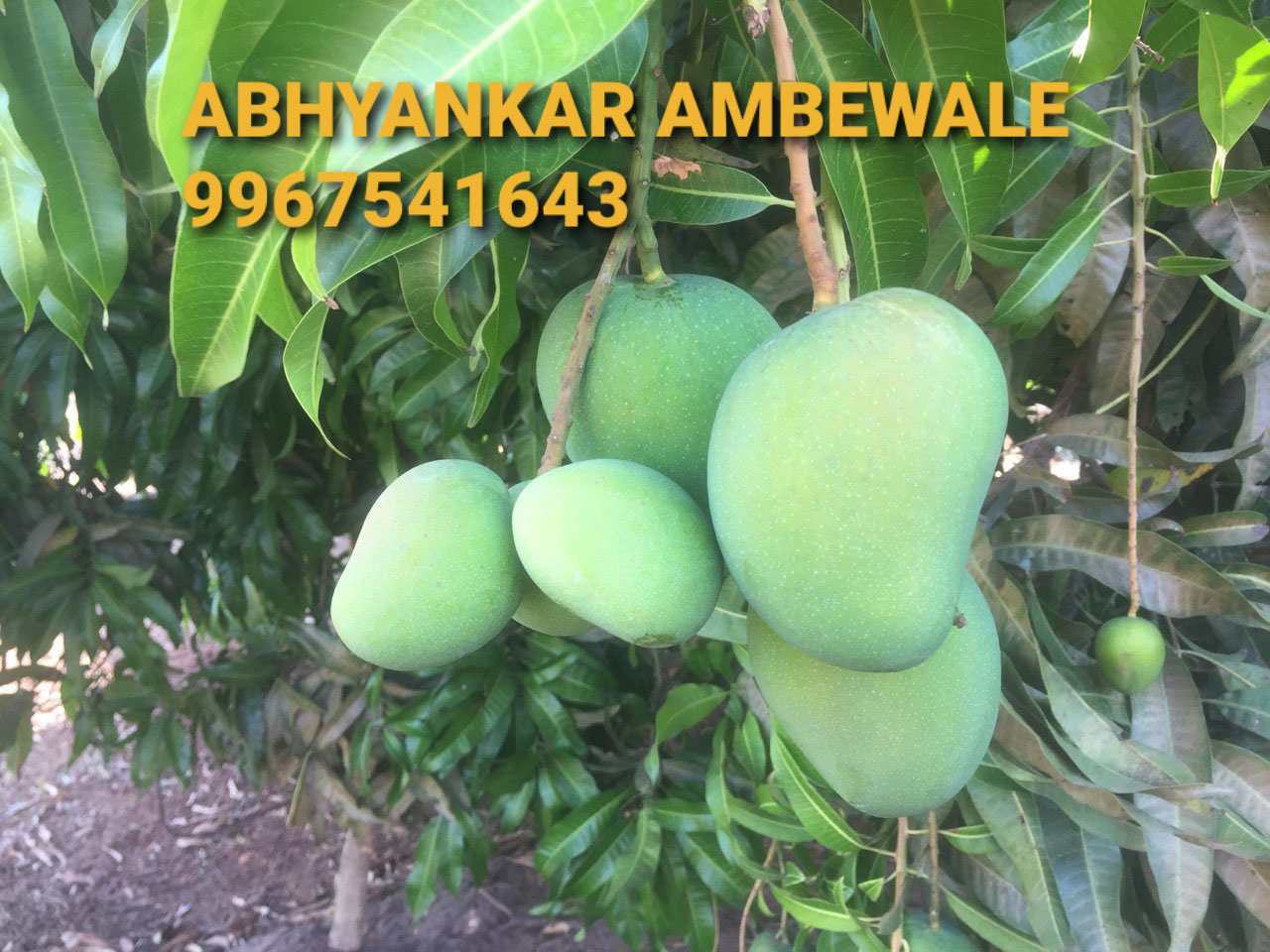 abhyankar mangowale 1